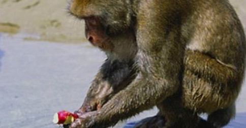 A massa crítica e o centésimo macaco