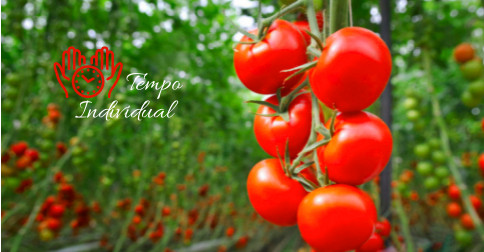 O ensinamento do conto dos tomates
